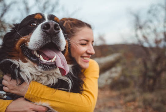 Pet Lovers Collection